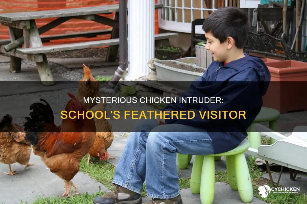 why the hell is there a chicken in my school