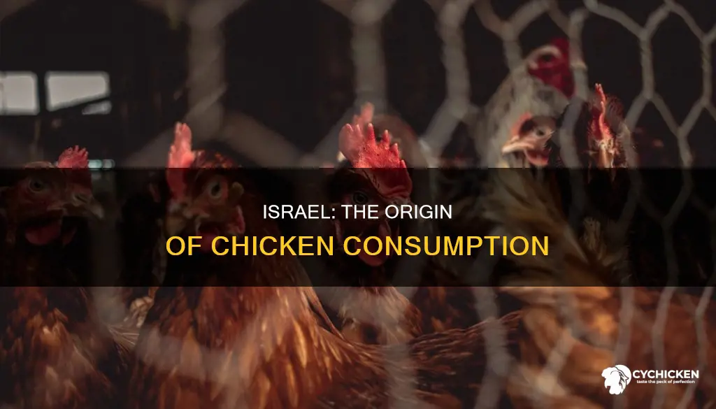 why was the first consumption of chicken traced to israel