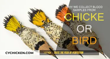 Blood Sampling: Understanding Avian Health