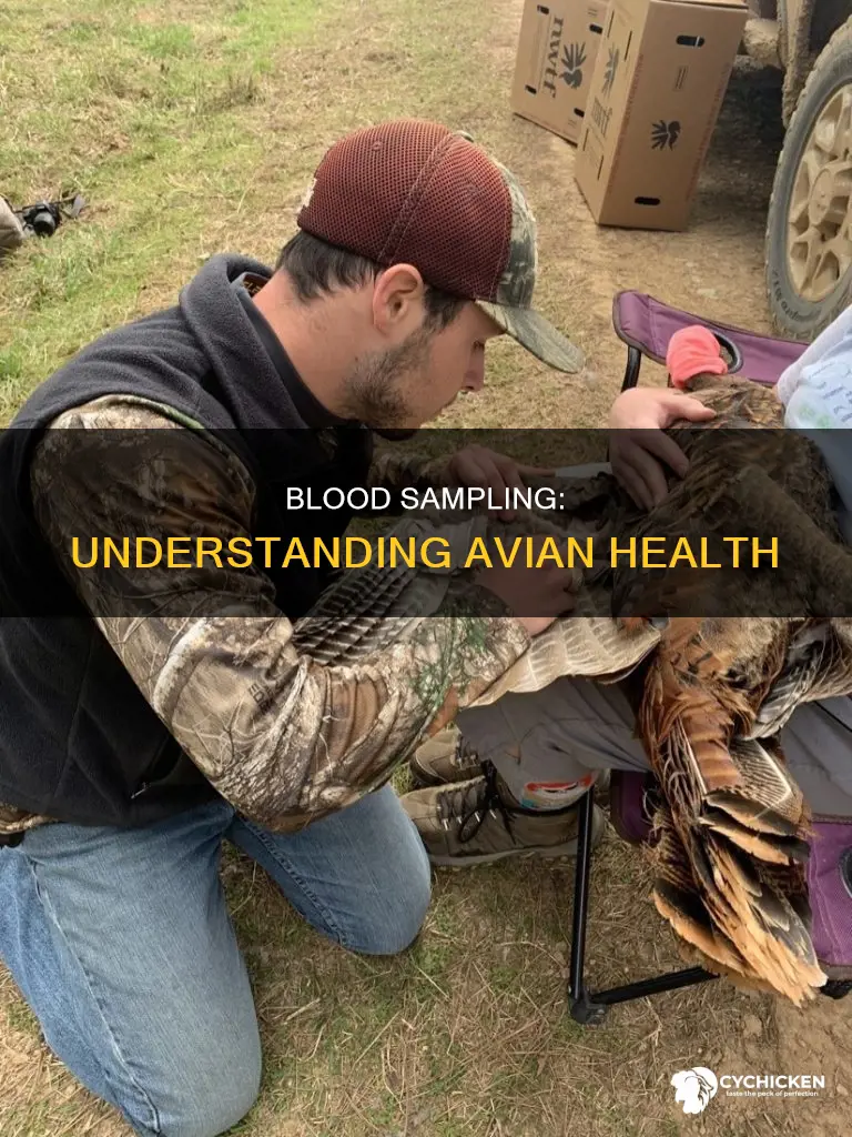 why we collect blood samples from chicken or bird