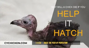 Helping Chicks Hatch: A Harmful Act of Kindness
