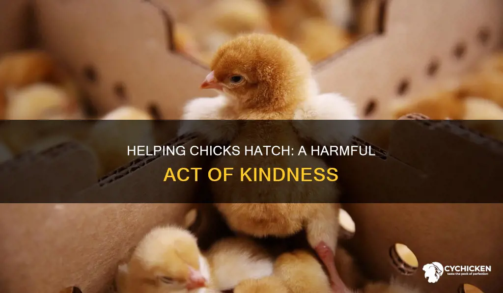 why will a chick die if you help it hatch
