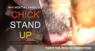 Concerned Chick: Why Won't My Chick Stand?