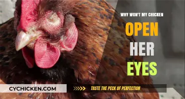 Why Won't My Chicken Open Her Eyes? Causes and Solutions