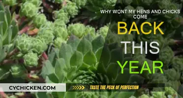 Where Have All My Hens and Chicks Gone?
