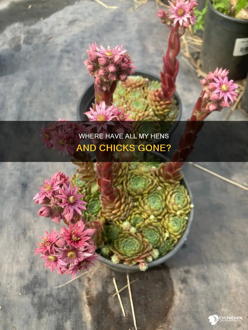 why wont my hens and chicks come back this year
