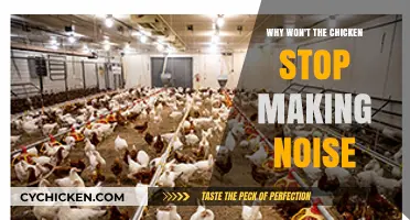 Why Chickens Cluck Nonstop: Understanding Their Noisy Behavior