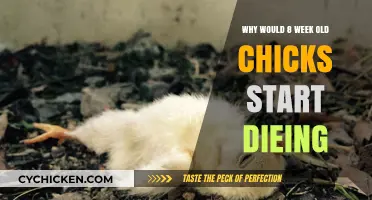 Sudden Chick Mortality: Causes of 8-Week-Old Chick Deaths Explained