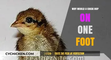 Why Do Chicks Hop on One Foot? Unraveling the Adorable Mystery