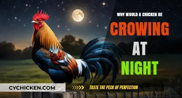 Why Chickens Crow at Night: Unraveling the Mystery