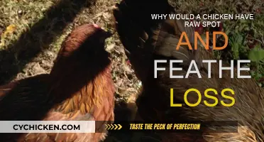 Chicken Health: Raw Spots and Feather Loss Explained