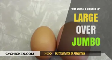Why Chickens Lay Large Eggs Instead of Jumbo: Uncovering the Reasons