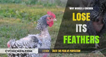 Why Chickens Lose Feathers: Causes, Solutions, and Prevention Tips