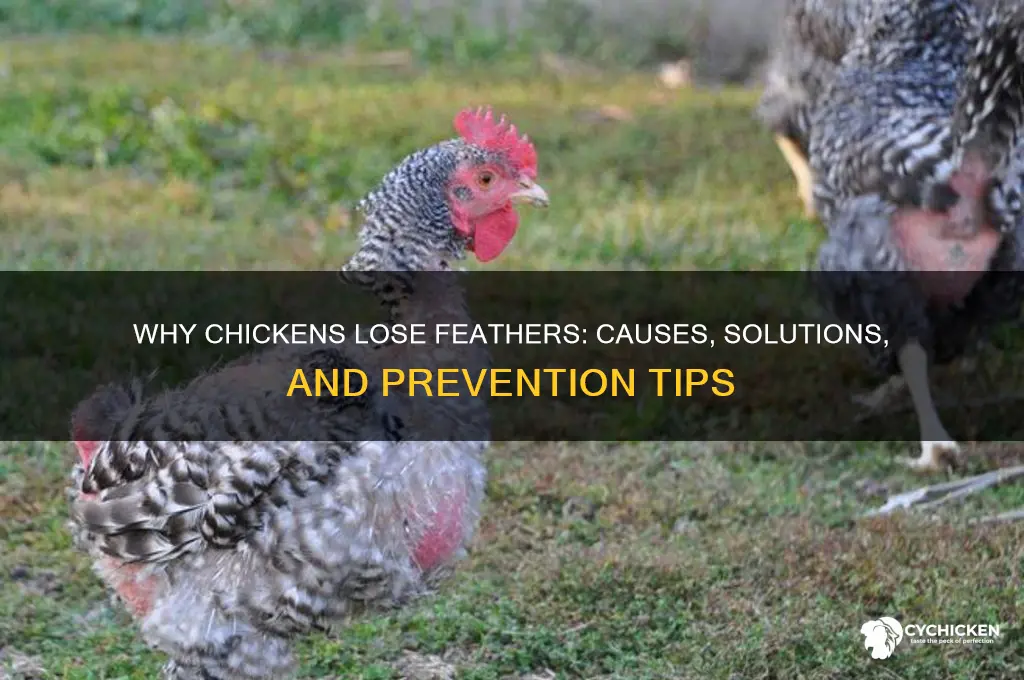 why would a chicken lose its feathers
