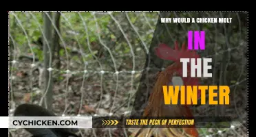 Winter Molting in Chickens: Causes and Care Tips
