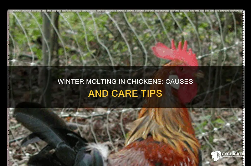 why would a chicken molt in the winter