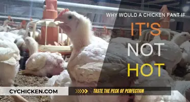 What Does It Mean When Chickens Pant?