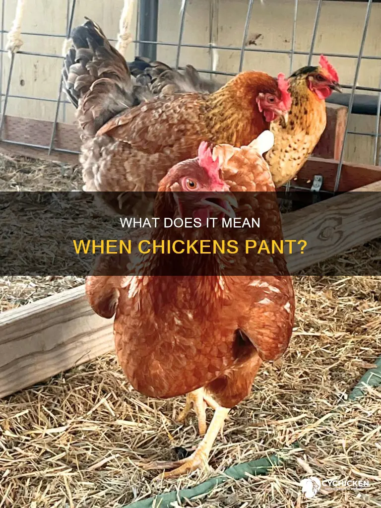 why would a chicken pant if it