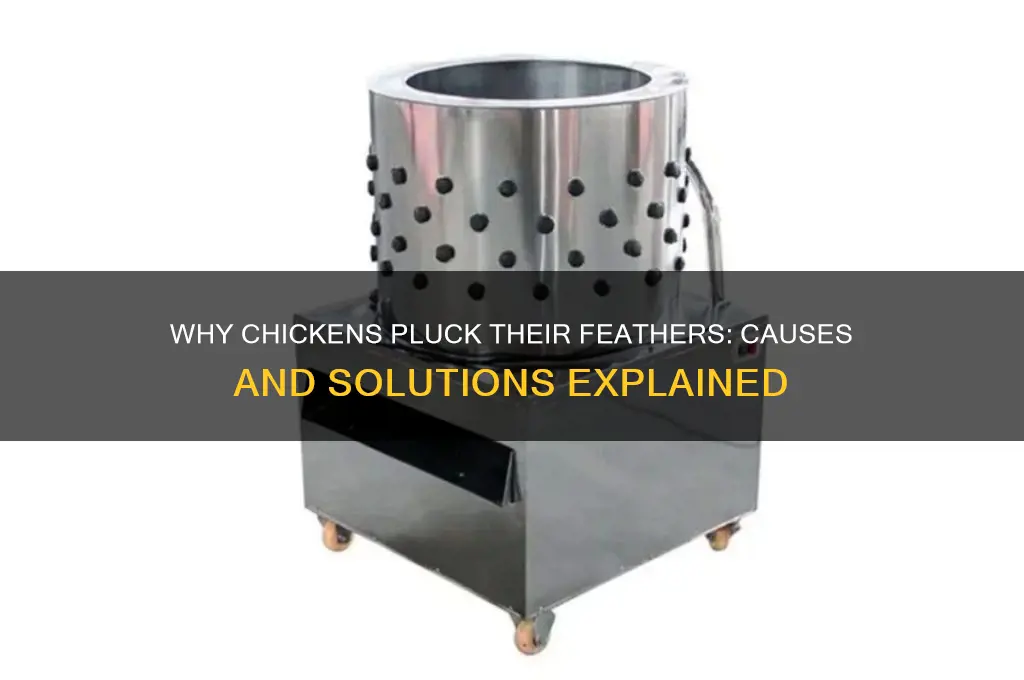 why would a chicken pluck its own feathers