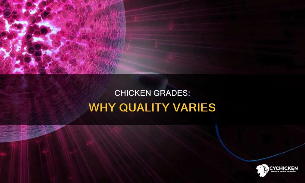 why would a chicken produce one grade over another
