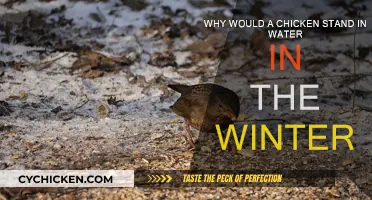 Chickens' Winter Water Therapy: Why They Do It