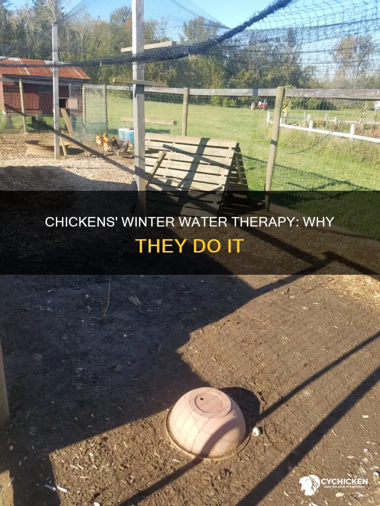 why would a chicken stand in water in the winter