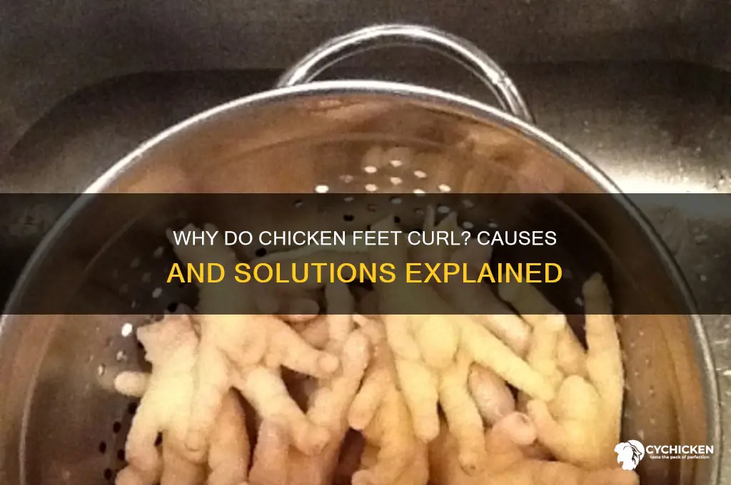 why would a chicken