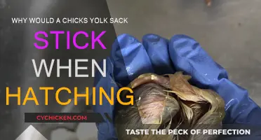 Yolk Sack: Why It Sticks After Hatching
