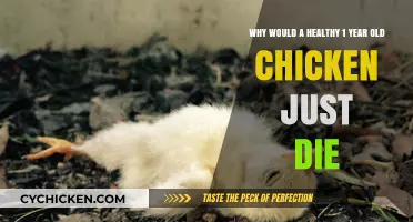 Sudden Death in Healthy Young Chickens: Causes and Prevention