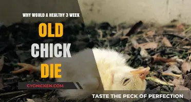 Sudden Loss: Understanding the Fragile Health of Young Chicks