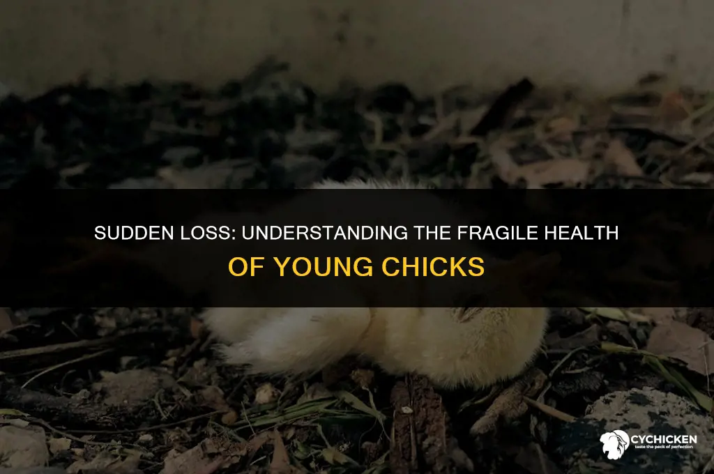 why would a healthy 3 week old chick die