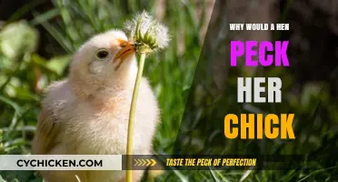 Understanding Why Hens Peck Their Chicks: Causes and Solutions
