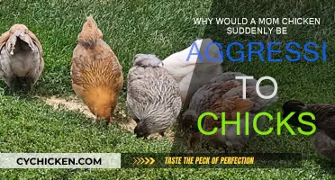 Aggressive Mom Chickens: Why They Turn on Their Chicks