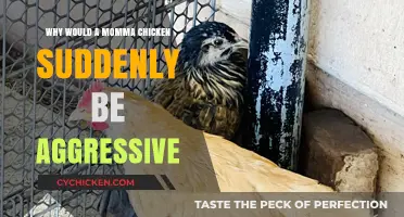 Why Momma Chickens Turn Aggressive: Understanding Sudden Behavioral Changes
