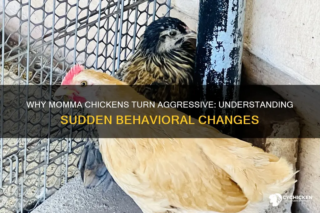 why would a momma chicken suddenly be aggressive