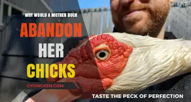 Why Mother Ducks Abandon Chicks: Survival Instincts and Harsh Realities