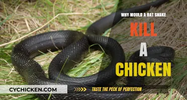 Why Rat Snakes Prey on Chickens: Understanding the Natural Behavior