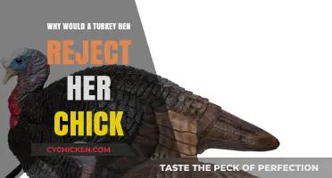 Why Turkey Hens Abandon Chicks: Understanding Maternal Rejection in Poultry