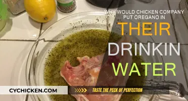 Oregano-Infused Water: A Chicken Health Booster?
