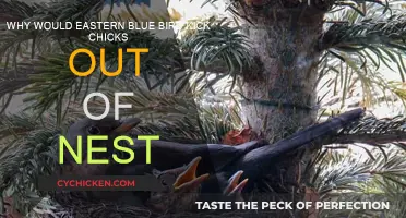 Eastern Bluebirds: Why Do Parents Kick Chicks Out?