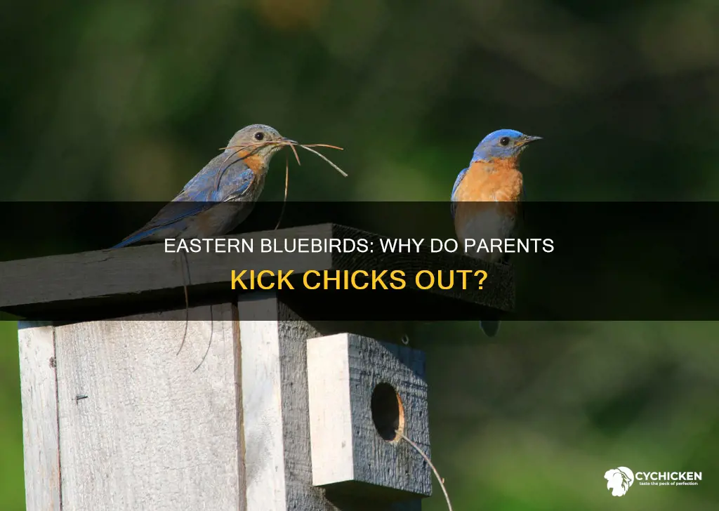 why would eastern blue bird kick chicks out of nest