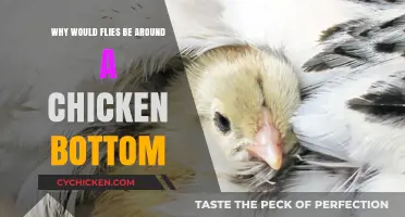 Why Flies Swarm Chicken Bottoms: Understanding the Unlikely Attraction