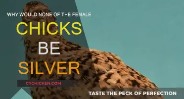 Female Chicks: Why None Are Silver