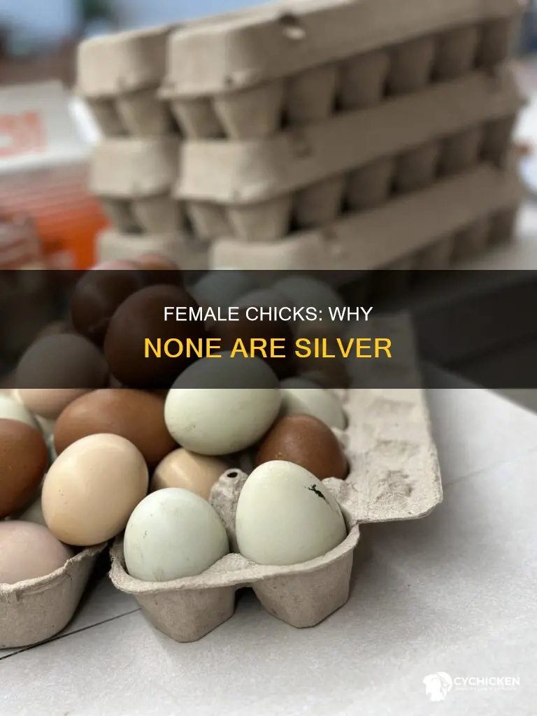 why would none of the female chicks be silver
