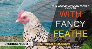 The Beauty of Fancy Feathers: Why Chickens?