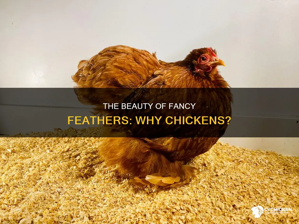 why would someone want a chicken with fancy feathers