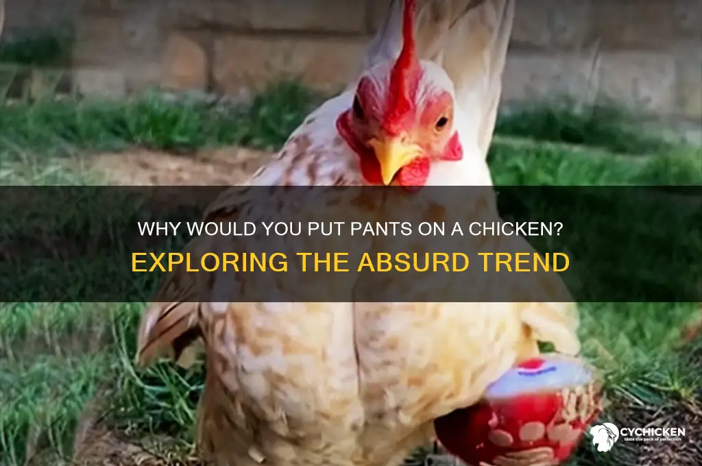 why would you put pants on a chicken