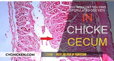 Sporulated Oocysts: Chicken Cecum's Natural Defense