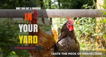 Unexpected Clucks: Why a Chicken Suddenly Appeared in Your Yard