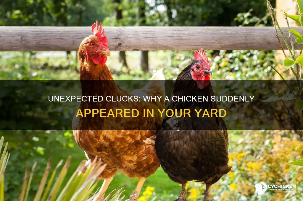 why you got a chicken in your yard